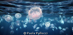 Jellyfish at sunset by Paola Pallocci 